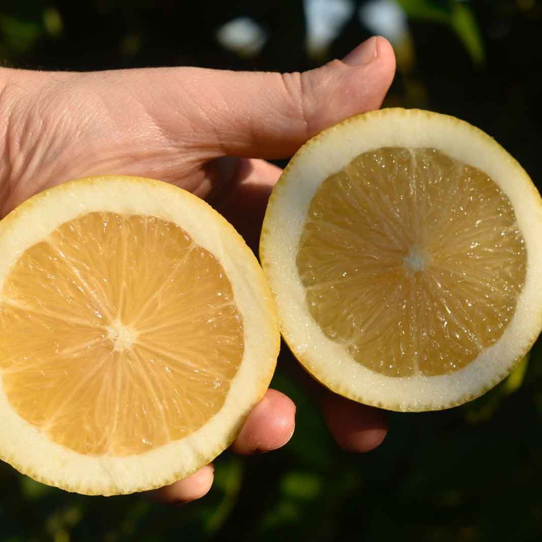 Zitronen Primofiore aus Sizilien BIO