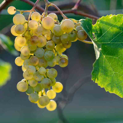 Weintrauben am Rebstock mit grünem Blatt im Hintergrund.