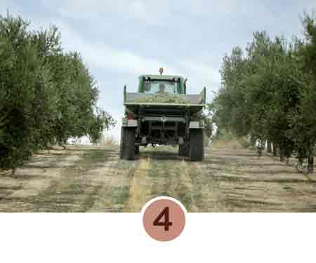 Traktor zwischen Olivenbäumen auf Feld.