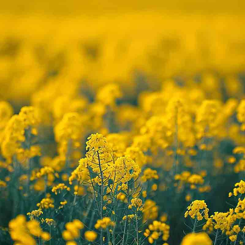 Blühendes Senfpflanzenfeld mit leuchtend gelben Blüten.