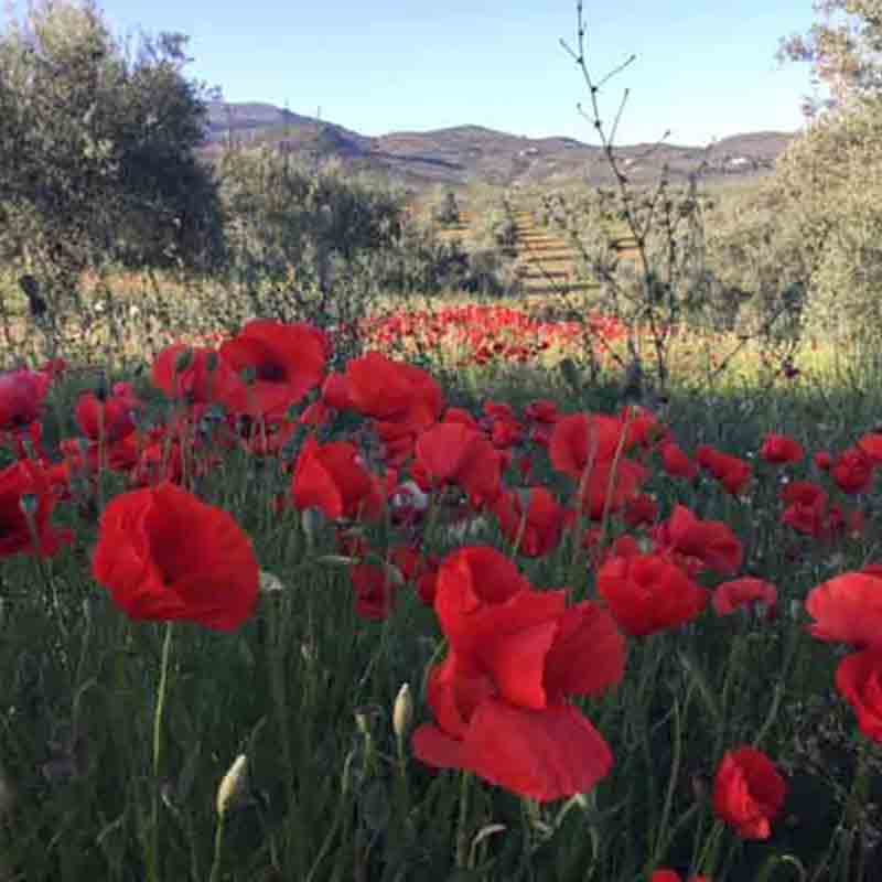 Blühende rote Mohnblumen in einem Bio-Olivenhain von Soler Romero. Ein Zeichen für eine gesunde Umwelt.