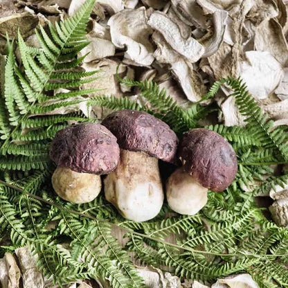 Frische Steinpilze auf Farnblättern und getrockneten Pilzen.
