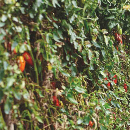 San Marzano Tomaten am Strauch.