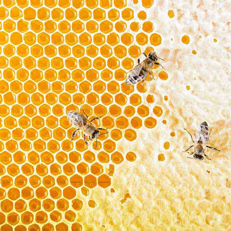 Bienen auf Honigwaben.